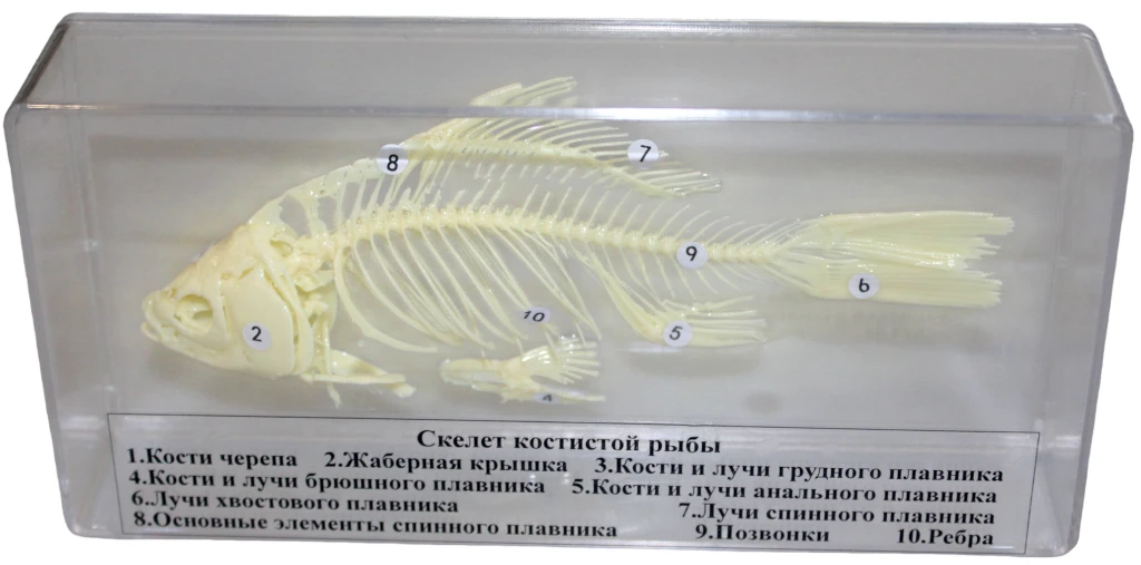 Скелет костистой рыбы
