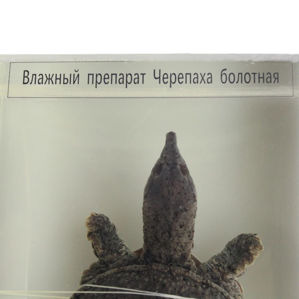 Влажный препарат «Черепаха болотная»