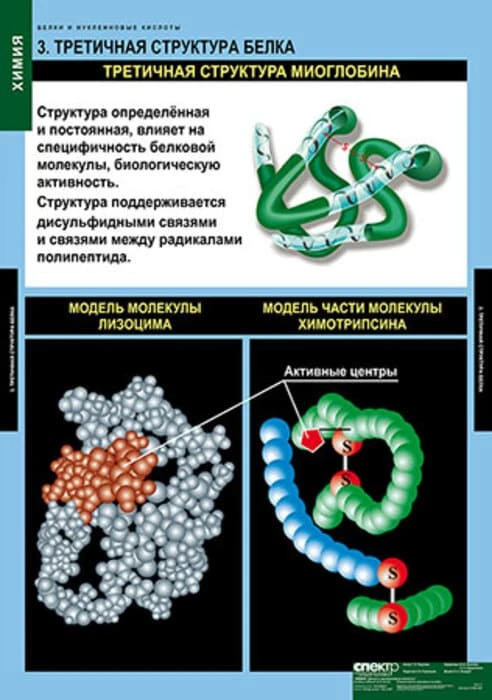 Комплект таблиц <Белки и нуклеиновые кислоты>