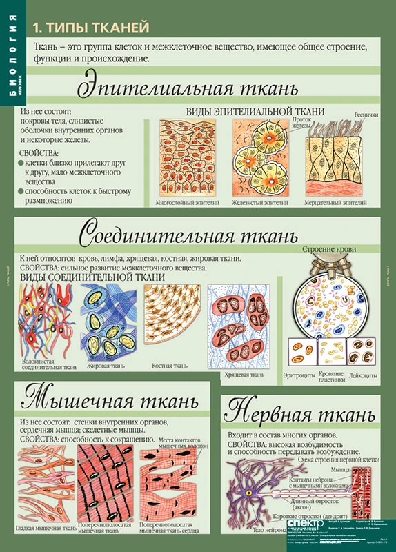 Комплект демонстрационных учебных таблиц (кабинет биологии)