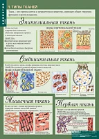 Учебный альбом из 12 листов <Биология 8-9 кл. Человек>
