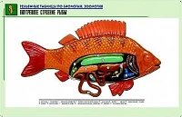 Рельефная таблица <Внутреннее строение рыбы>