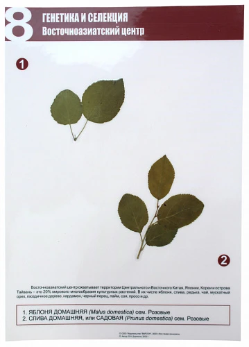 Гербарий натурально-интерактивный к курсу основ общей биологии