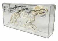 Скелет кролика (млекопитающего)
