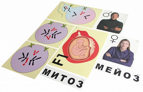 Модель-аппликация <Гаметогенез у человека и млекопитающих>