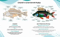 Комплект плакатов для агроклассов (9 шт А2) <Аквакультура>
