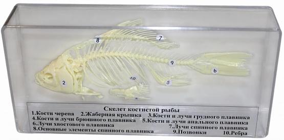 Комплект скелетов различных классов животных