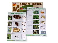 Коллекция «Шишки, плоды, семена деревьев и кустарников»